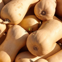 Récolte de courge musquée Moschata Butternut Nutterbutter dans la ferme de Plantopia Casablanca Rabat sale