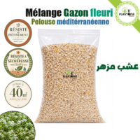 sachet de graines de gazon fleuri mélange pelouse méditéranénne Ray grass anglais Fétuque élevée Alysson - Plantopia Maroc