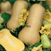 sachet de graines et semences de courge Butternut Nutterbutter chez Plantopia Casablanca dar Bouazza Marrakech