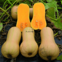 sachet de graines et semences de courge Moschata Butternut Nutterbutter chez Plantopia Rabat Bouskoura Tanger