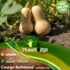 sachet de graines et semences de courge musquée Moschata Butternut Nutterbutter - Plantopia Maroc