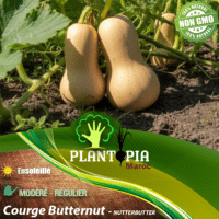 sachet de graines et semences de courge musquée Moschata Butternut Nutterbutter - Plantopia Maroc
