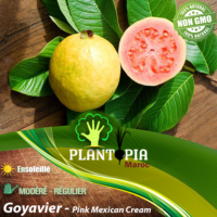 sachet de graines et semences de fruitier exotique goyavier Pink Mexican Cream - Plantopia Maroc