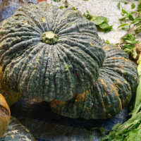 Graines et semences anciennes de Potiron Marina Di Chioggia chez Plantopia Bouskoura Benslimane sale Kenitra