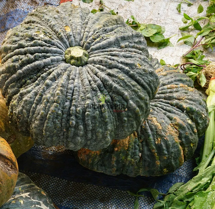 Graines et semences anciennes de Potiron Marina Di Chioggia chez Plantopia Bouskoura Benslimane sale Kenitra Graines et semences anciennes de Potiron Marina Di Chioggia chez Plantopia Bouskoura Benslimane sale Kenitra