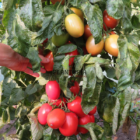 Graines et semences de tomates variété Rio Grande en vente par Pantopia Tamesna Temara Kenitra Ain Attiq Meknes