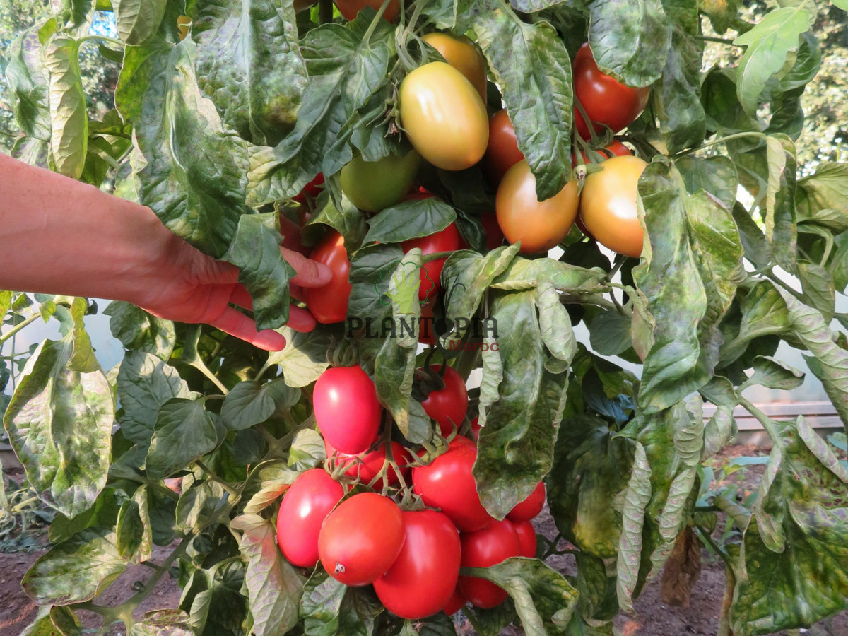Graines et semences de tomates variété Rio Grande en vente par Pantopia Tamesna Temara Kenitra Ain Attiq Meknes Graines et semences de tomates variété Rio Grande en vente par Pantopia Tamesna Temara Kenitra Ain Attiq Meknes