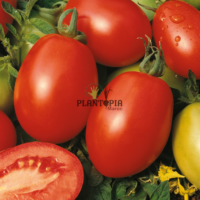 Graines et semences de tomates variété Rio Grande en vente par Pantopia Tanger Agadir safi essaouira sale Fes Tetouan