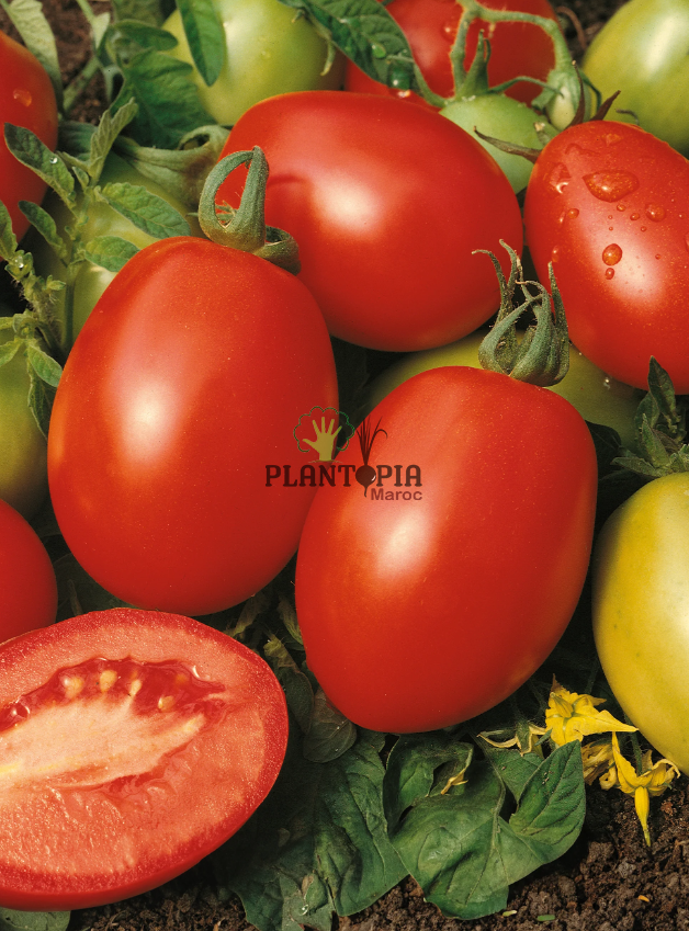 Graines et semences de tomates variété Rio Grande en vente par Pantopia Tanger Agadir safi essaouira sale Fes Tetouan Graines et semences de tomates variété Rio Grande en vente par Pantopia Tanger Agadir safi essaouira sale Fes Tetouan