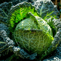 Graines & semences biologiques et potageres du Chou De Milan Gros des Vertus chez Plantopia Rabat Tanger Temara