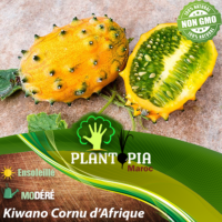 Sachet de graines et semences anciennes de Kiwano concombre cornu d afrique - Plantopia Maroc