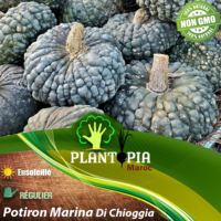 Sachet de graines et semences anciennes de Potiron Marina Di Chioggia - Plantopia MarocSachet de graines et semences anciennes de Potiron Marina Di Chioggia - Plantopia Maroc