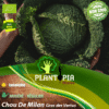 Sachet de graines & semences biologiques et potageres du Chou De Milan Gros des Vertus - Plantopia Maroc