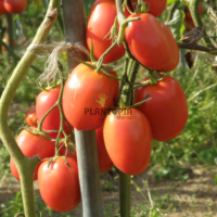 Vente de graines et semences de tomates Rio Grande en vente par Pantopia Laarache Laayoune dakhla Chichaoua