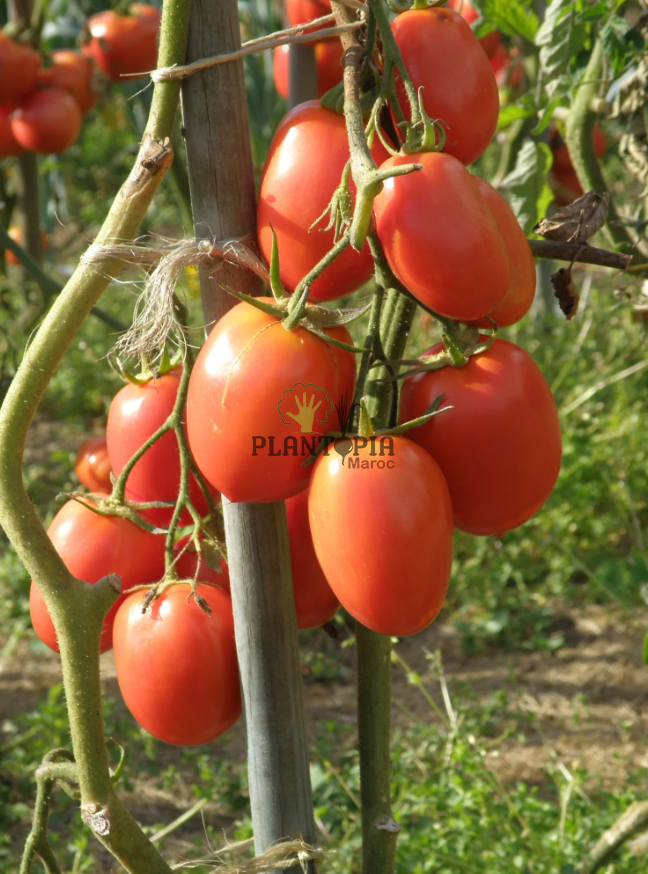 Vente de graines et semences de tomates Rio Grande en vente par Pantopia Laarache Laayoune dakhla Chichaoua Vente de graines et semences de tomates Rio Grande en vente par Pantopia Laarache Laayoune dakhla Chichaoua