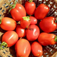 Vente de graines et semences de tomates anciennes Rio Grande en vente par Pantopia Casablanca Rabat Marrakech