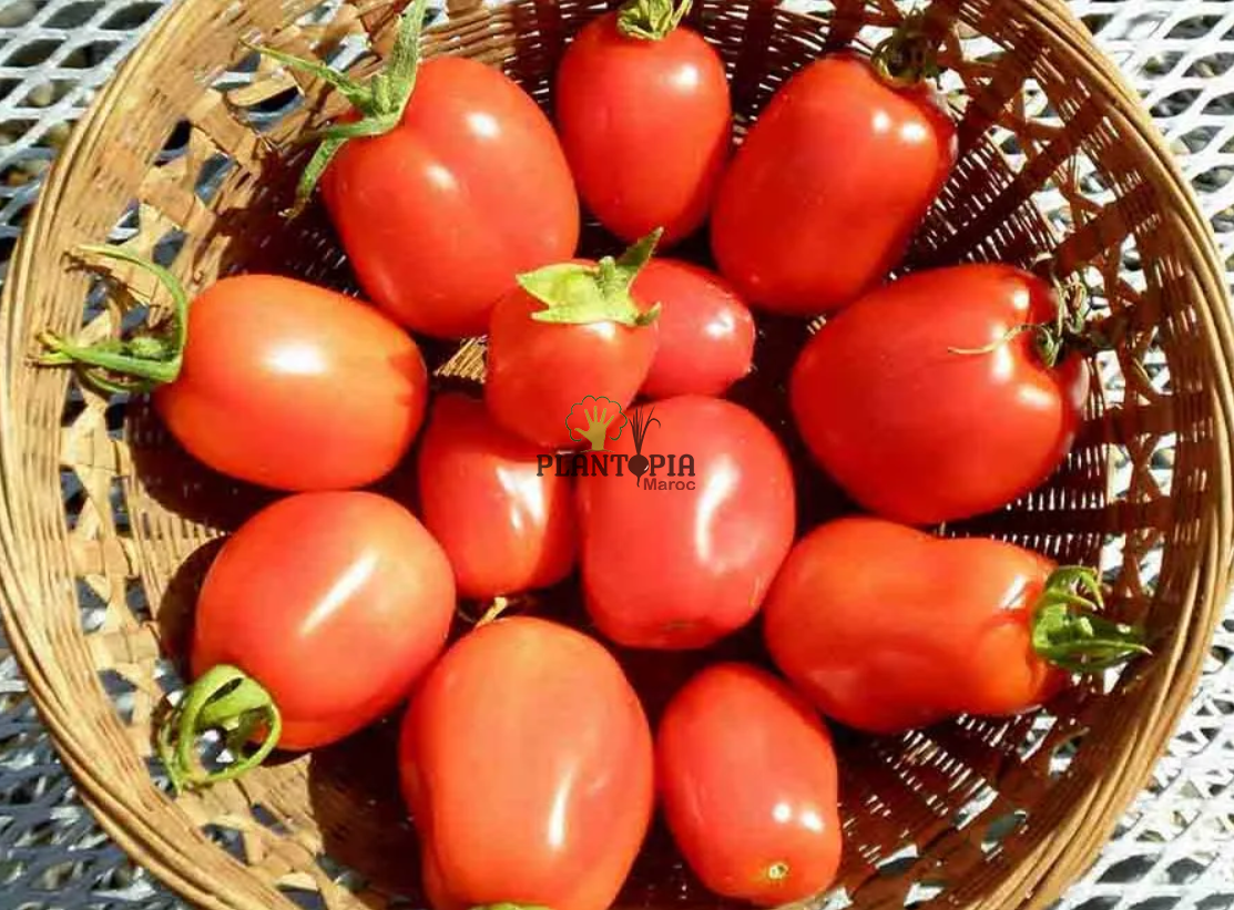 Vente de graines et semences de tomates anciennes Rio Grande en vente par Pantopia Casablanca Rabat Marrakech Vente de graines et semences de tomates anciennes Rio Grande en vente par Pantopia Casablanca Rabat Marrakech