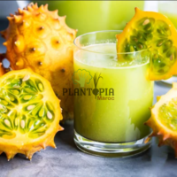 Vente en ligne de graines et semences anciennes de Kiwano cornu d afrique par Plantopia Casablanca Rabat