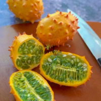 Vente en ligne de graines et semences de Kiwano cornu d afrique par Plantopia Marrakech Kenitra Tanger Fes