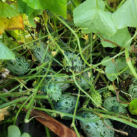 Vente en ligne de graines et semences de Kiwano cornu d afrique par Plantopia Tamesa Essaouira Meknes Tetouan