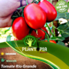 sachet de graines et semences de tomates anciennes Rio Grande - Pantopia Maroc