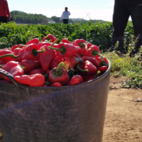 Culture et récolte et vente de piment Piquillo de Lodosa par Plantopia Maroc avec livraison