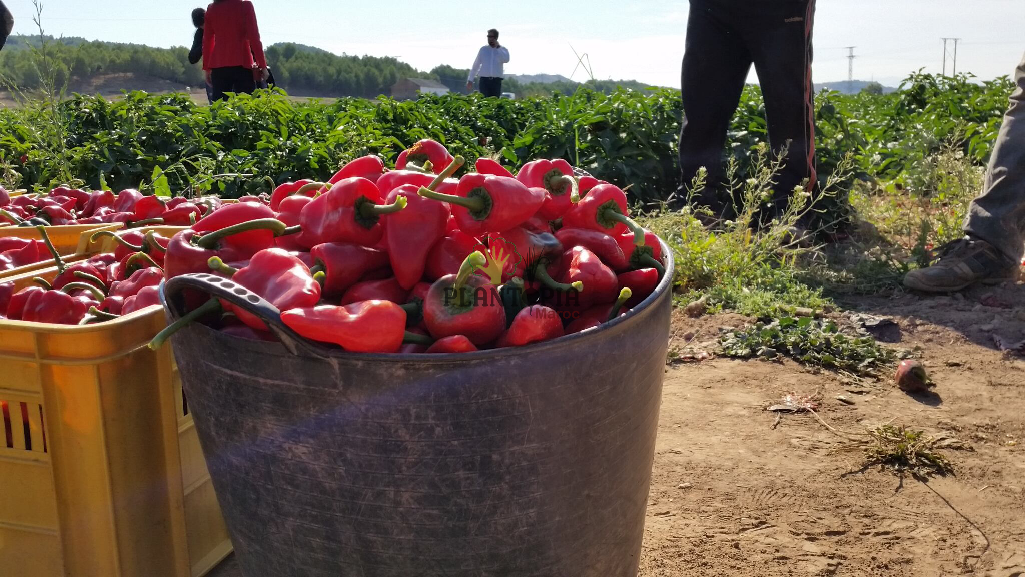 Culture et récolte et vente de piment Piquillo de Lodosa par Plantopia Maroc avec livraison Culture et récolte et vente de piment Piquillo de Lodosa par Plantopia Maroc avec livraison