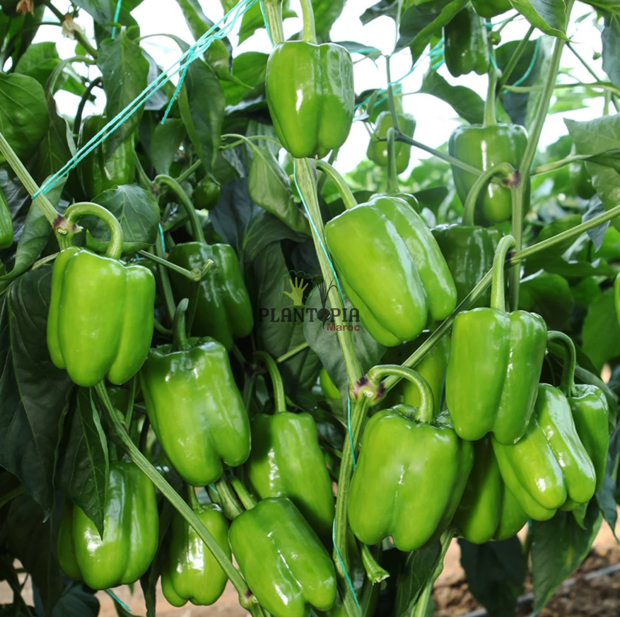 Culture et récolte et vente de poivron Kandil Dolma par Plantopia Maroc avec livraison Culture et récolte et vente de poivron Kandil Dolma par Plantopia Maroc avec livraison