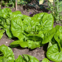 Graines et semences potageres et paysannes au meilleur prix de Laitue Sucrine par Plantopia Casablanca Fes sale