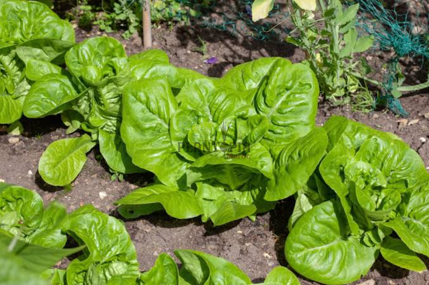 Graines et semences potageres et paysannes au meilleur prix de Laitue Sucrine par Plantopia Casablanca Fes sale Graines et semences potageres et paysannes au meilleur prix de Laitue Sucrine par Plantopia Casablanca Fes sale