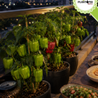 Jardinage et culture urbaine de poivron Kandil Dolma par Plantopia Maroc - كيس بذور الفلفل التركي