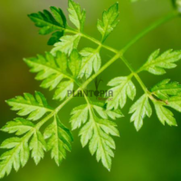Vente des sachets de graines aromatiques Anis vert par Plantopia Marrakech Agadir Oujda dakhla dar bouazza