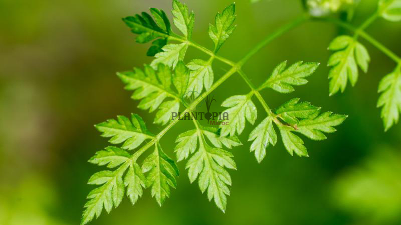 Vente des sachets de graines aromatiques Anis vert par Plantopia Marrakech Agadir Oujda dakhla dar bouazza Vente des sachets de graines aromatiques Anis vert par Plantopia Marrakech Agadir Oujda dakhla dar bouazza