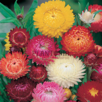graines de fleurs Immortelle à bractée Eternal Harmony Mix chez Plantopia Khenifra Tetouan Nador Beni Mellal