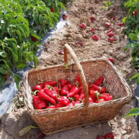 graines potageres de piment Piquillo de Lodosa chez Plantopia Tanger Agadir Oujda Berrechid safi Essaouira