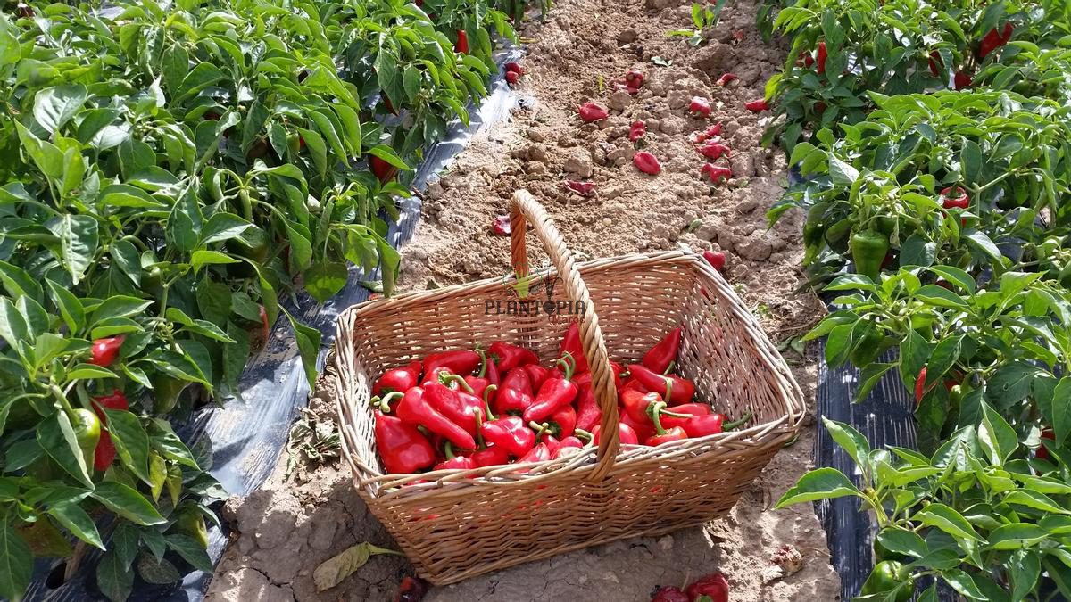 graines potageres de piment Piquillo de Lodosa chez Plantopia Tanger Agadir Oujda Berrechid safi Essaouira graines potageres de piment Piquillo de Lodosa chez Plantopia Tanger Agadir Oujda Berrechid safi Essaouira