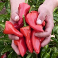 graines potageres de piment Piquillo de Lodosa chez Plantopia settat Tamesna Kenitra Meknes Fes Tetouan