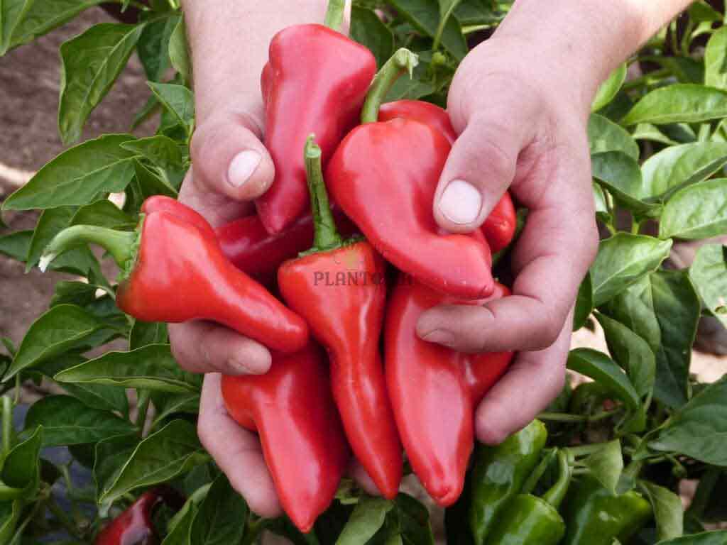 graines potageres de piment Piquillo de Lodosa chez Plantopia settat Tamesna Kenitra Meknes Fes Tetouan graines potageres de piment Piquillo de Lodosa chez Plantopia settat Tamesna Kenitra Meknes Fes Tetouan