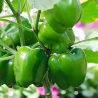 graines potageres de poivron turc Kandil Dolma chez Plantopia Tanger Agadir Oujda Berrechid safi Essaouira