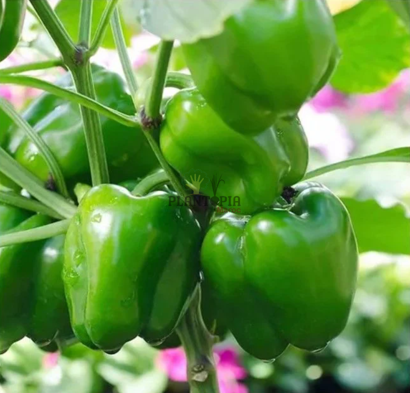 graines potageres de poivron turc Kandil Dolma chez Plantopia Tanger Agadir Oujda Berrechid safi Essaouira graines potageres de poivron turc Kandil Dolma chez Plantopia Tanger Agadir Oujda Berrechid safi Essaouira
