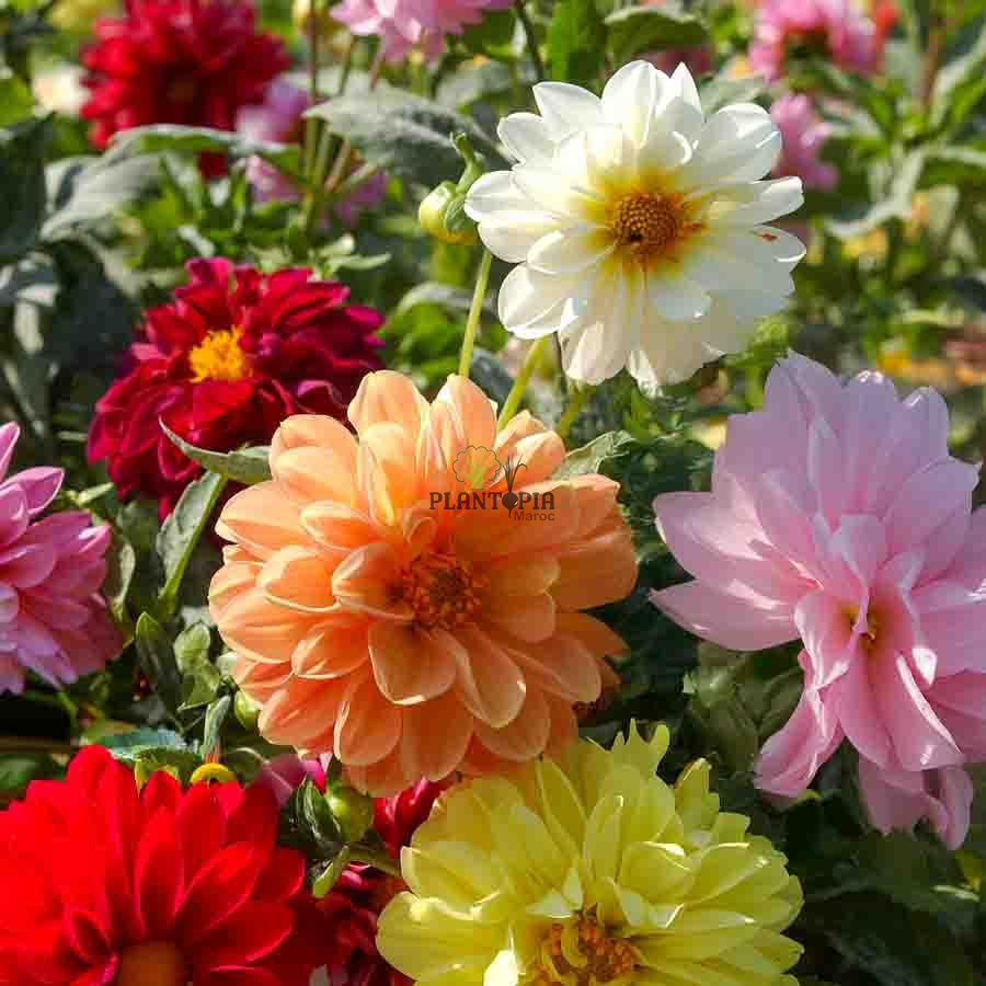 sachet de graines florales Dahlia Unwin Majestic Mix par Plantopia Oujda Berkane dar bouzz dakhla Berrechid sachet de graines florales Dahlia Unwin Majestic Mix par Plantopia Oujda Berkane dar bouzz dakhla Berrechid