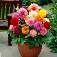 sachet de graines florales Dahlia Unwin Majestic Mix par Plantopia Tanger Tamesna Temara Kenitra Meknes