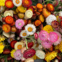 sachets de graines de fleurs Immortelle à bractée Eternal Harmony Mix chez Plantopia Marrakech Agadir safi