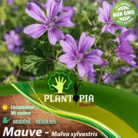 sachets de graines et semences aromatique Mauve Malva sylvestris - Plantopia Maroc