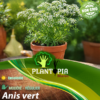 sachets de graines et semences aromatiques et médicinales Anis vert - Plantopia Maroc