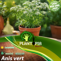 sachets de graines et semences aromatiques et médicinales Anis vert - Plantopia Maroc
