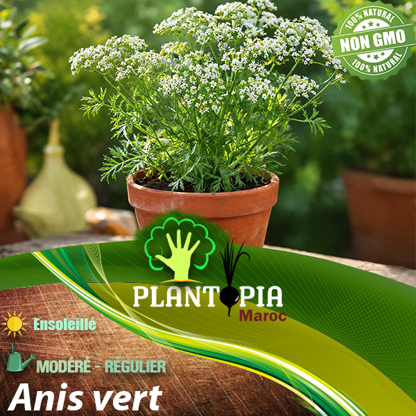 sachets de graines et semences aromatiques et médicinales Anis vert - Plantopia Maroc sachets de graines et semences aromatiques et médicinales Anis vert - Plantopia Maroc