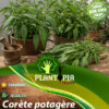 sachets de graines et semences de corete potagere - Plantopia Maroc