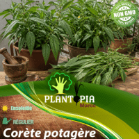 sachets de graines et semences de corete potagere - Plantopia Maroc