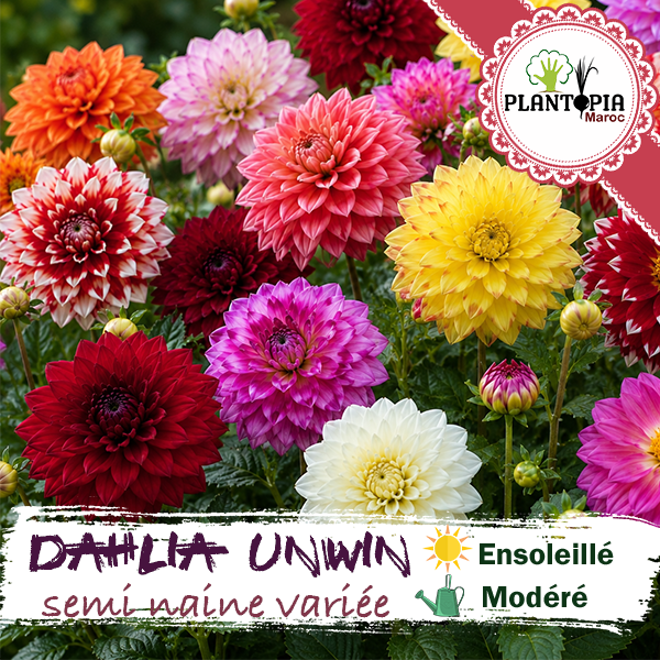 sachets de graines et semences florales Dahlia Unwin semi naine fleurs variées - Plantopia Maroc sachets de graines et semences florales Dahlia Unwin semi naine fleurs variées - Plantopia Maroc